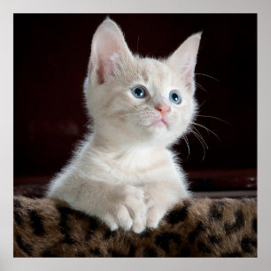 Blue Eyed White Kitten Poster