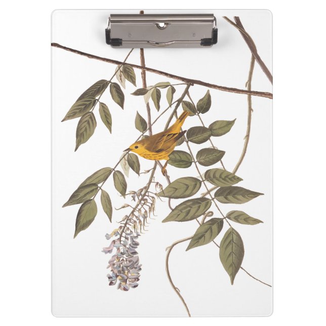 Blue-Eyed Yellow Warbler Audubon Bird on Wisteria Clipboard (Front)