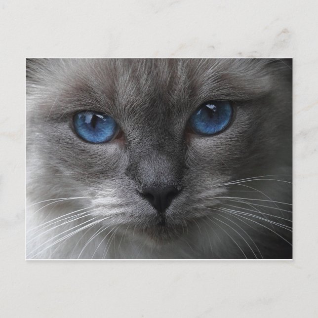 Blue Eyes Postcard (Front)