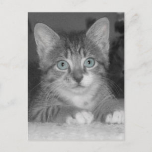 Blue Eyes Postcard