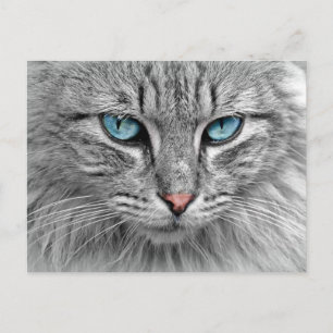 Blue eyes postcard