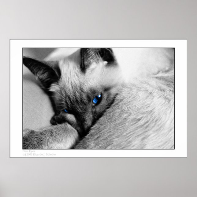 Blue Eyes Poster (Front)