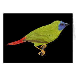Blue-faced Parrot Finch - Erythrura trichroa