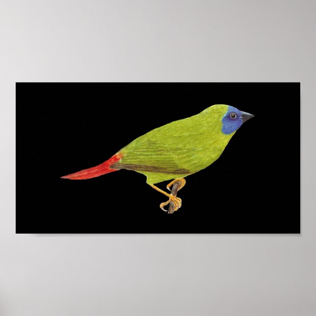 Blue-faced Parrot Finch - Erythrura trichroa Folio Poster (Front)