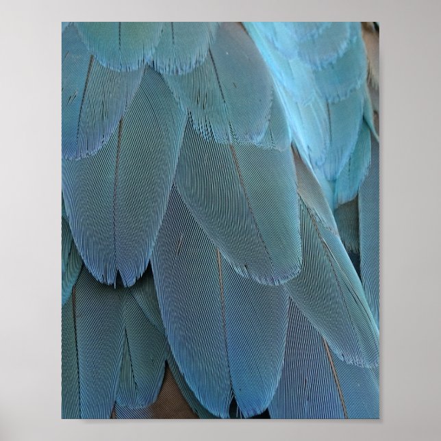 Blue Feather Poster (Front)