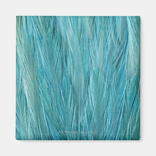 Blue Feathers Magnet (Front)
