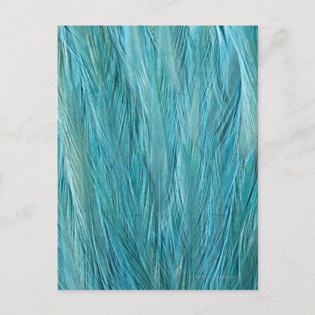 Blue Feathers Postcard (Front)