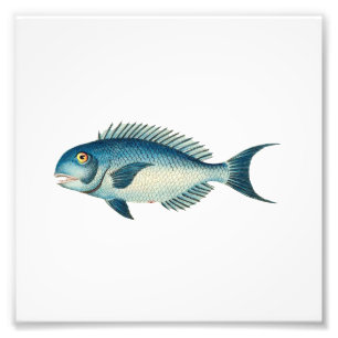 Blue Fish Beach Nautical Sea Bathroom Photo Print