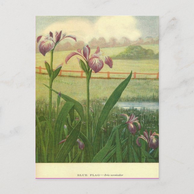 Blue Flag Floral Postcard (Front)
