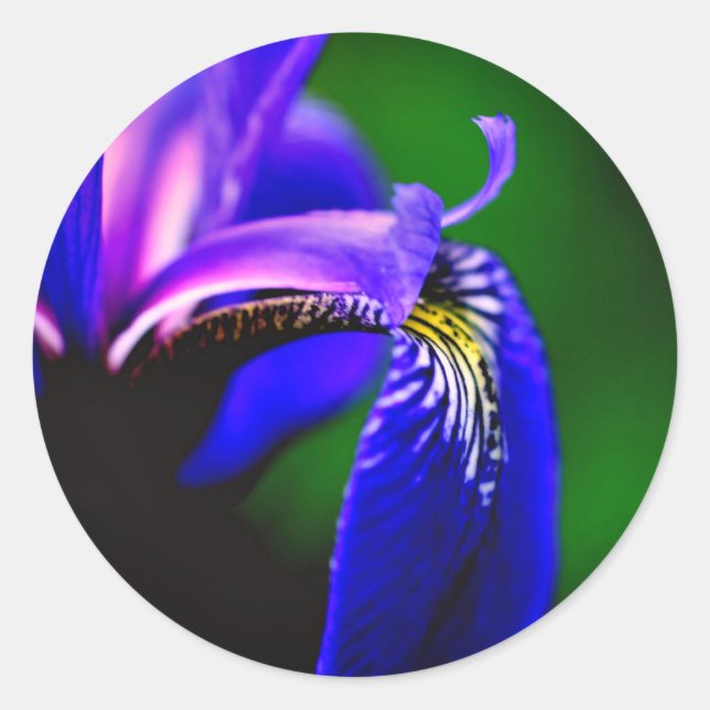 Blue Flag Iris Flower  Classic Round Sticker (Front)