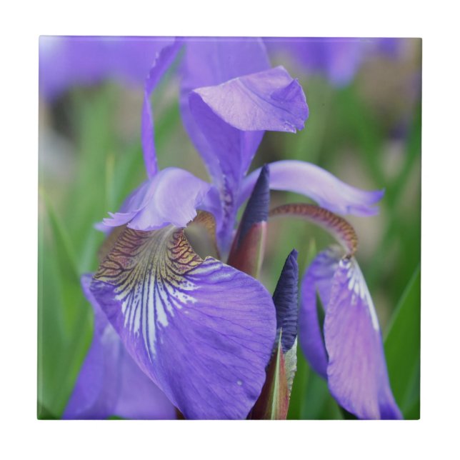 Blue Flag Iris Flower Nature Ceramic Tile (Front)