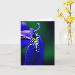 Blue Flag Iris Flower Note Card