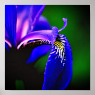 Blue Flag Iris Flower Petal Close Up Poster