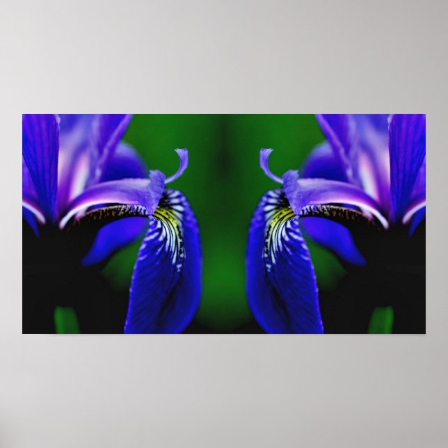 Blue Flag Iris Flower Petal Mirror Abstract Poster (Front)