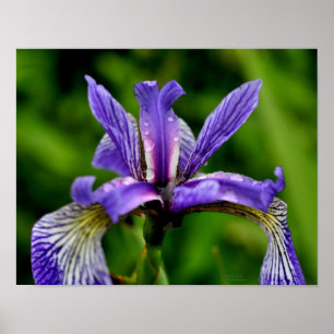 Blue Flag Iris Raindrops Floral Poster