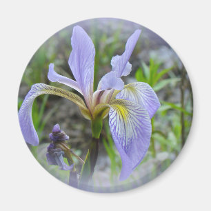 Blue Flag - Wild Iris Magnet