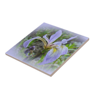 Blue Flag - Wild Iris Tile