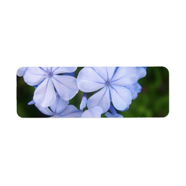 Blue Floral Bokeh Return Address Label (Front)