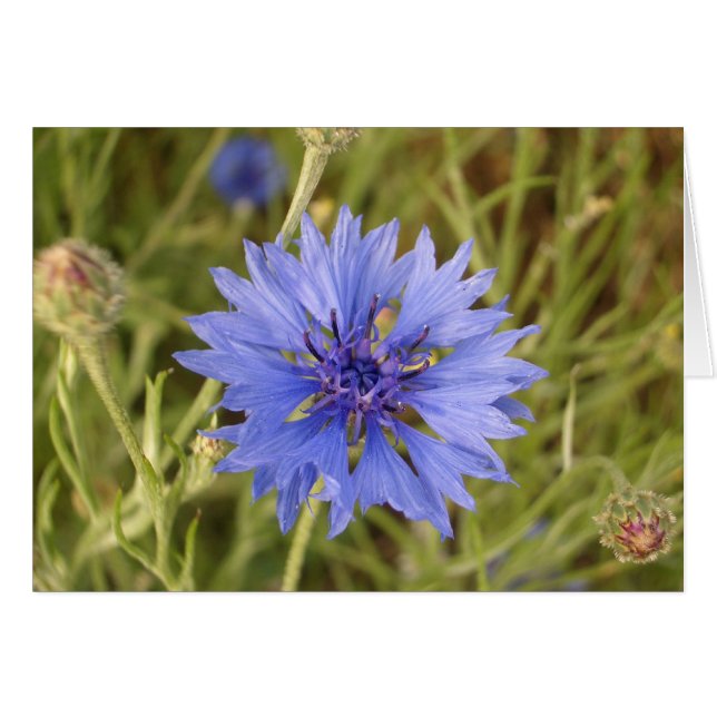 Blue Flower (Front Horizontal)