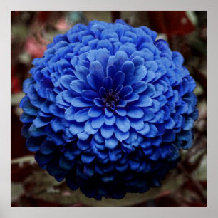 Blue Flower Close Up Photo Poster