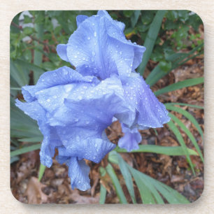 blue flower iris green leaves droplets coaster