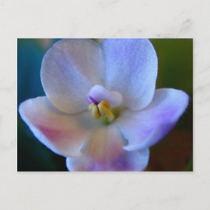 Blue Flower.jpg Postcard