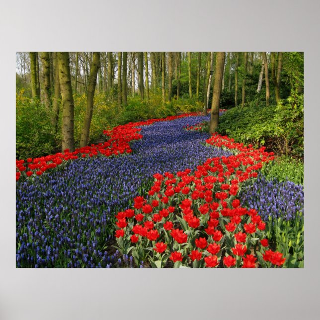 Blue Flower Path Poster (Front)