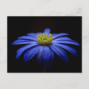 Blue Flower Postcard