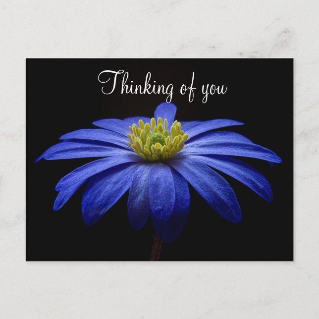 Blue Flower Postcard (Front)