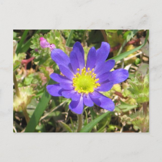 Blue Flower Postcard (Front)