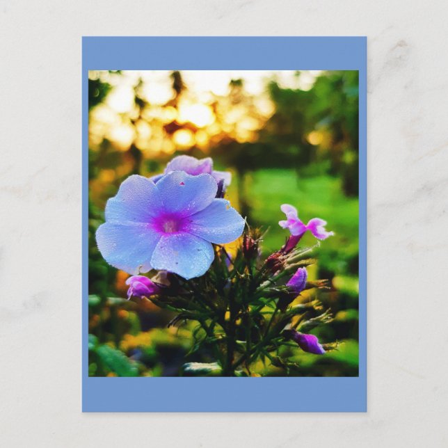 Blue flower postcard (Front)