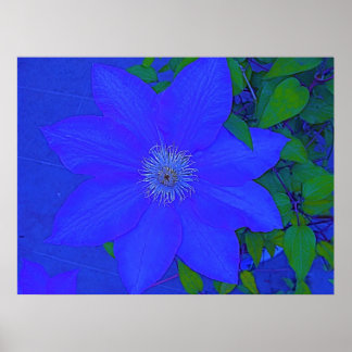 Blue Flower Urchin Print