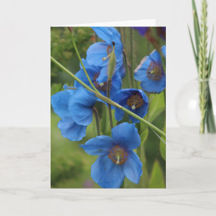 Blue Flowers Card