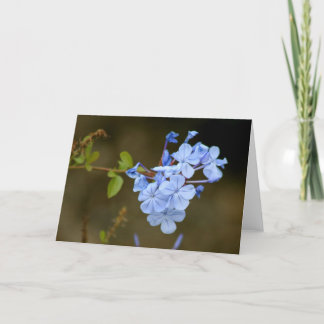 Blue Flowers Card