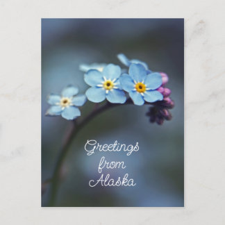 Blue Flowers Forget me not Greetings from Alaska Postcard