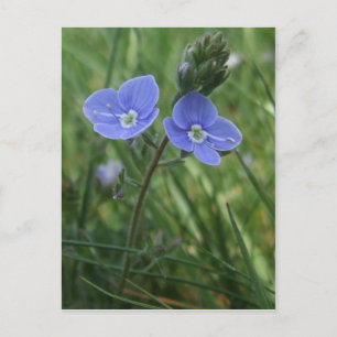 Blue Flowers Postcard