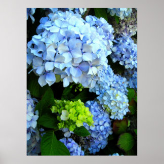 Blue Flowers Poster