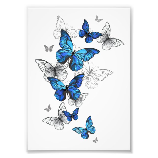 Blue Flying Butterflies Morpho Photo Print (Front)