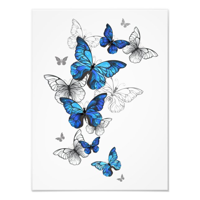 Blue Flying Butterflies Morpho Photo Print (Front)