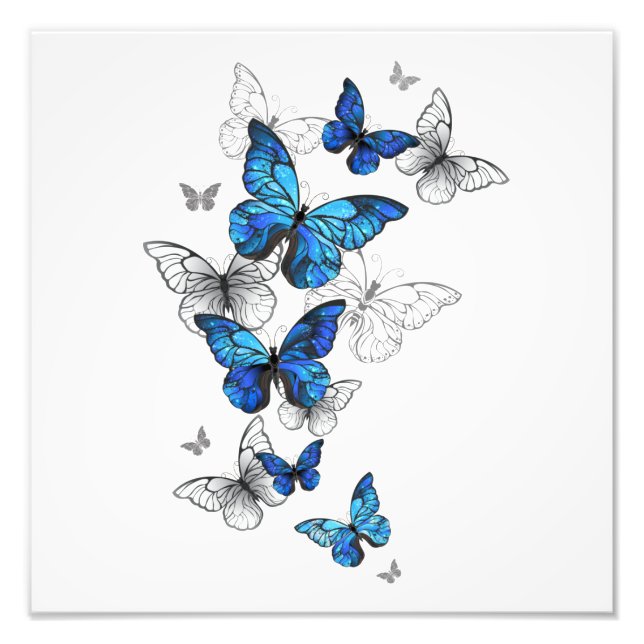Blue Flying Butterflies Morpho Photo Print (Front)