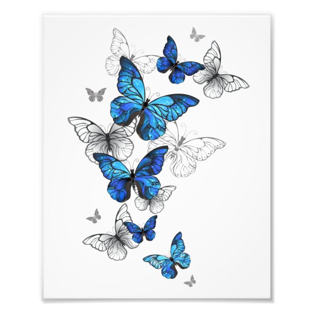Blue Flying Butterflies Morpho Photo Print (Front)