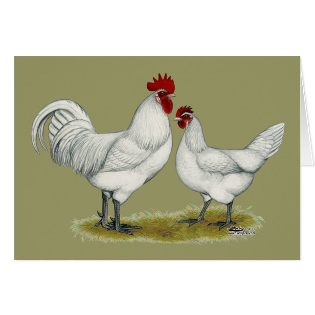 Blue Foot Chickens (Front Horizontal)