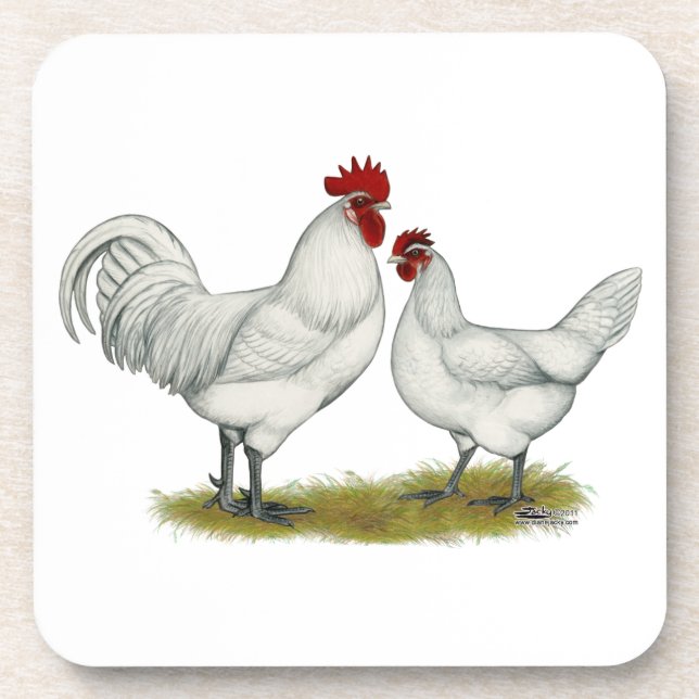Blue Foot Chickens Coaster (Front)