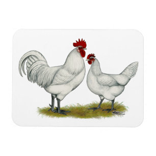 Blue Foot Chickens Magnet