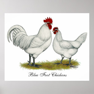 Blue Foot Chickens Poster