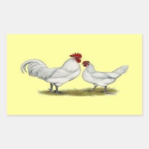 Blue Foot Chickens Rectangular Sticker