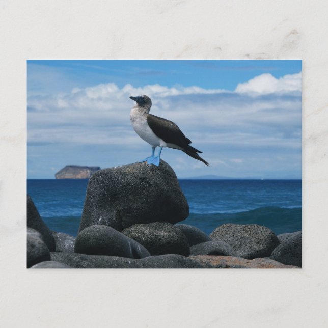 Blue-footed Bird Postcard (Front)