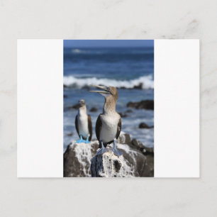 Blue footed Boobies Galapagos Islands Postcard