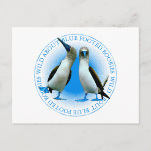 Blue Footed Boobies Of The Galapagos Islands Postcard