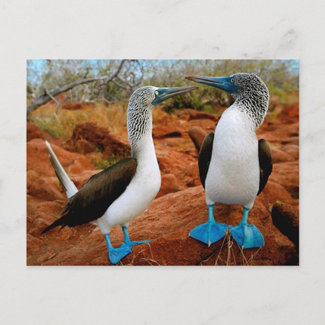 Blue-footed Boobies (Sula nebouxii) Postcard (Front)